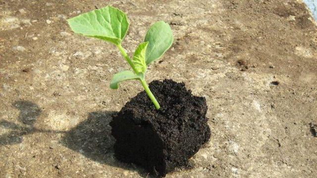 Дыня канталовая (мускатный орех, мускус): что это такое, как выглядит, калорийность, правила выращивания