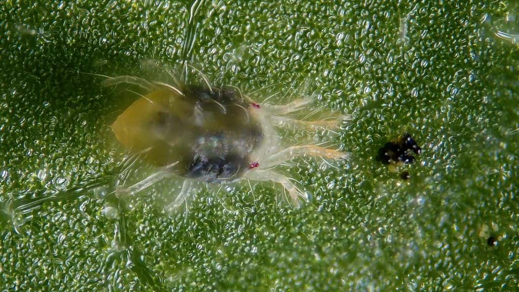 паутинный клещ