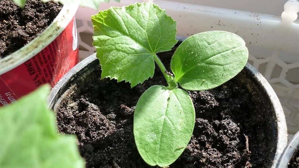 саженцы дыни