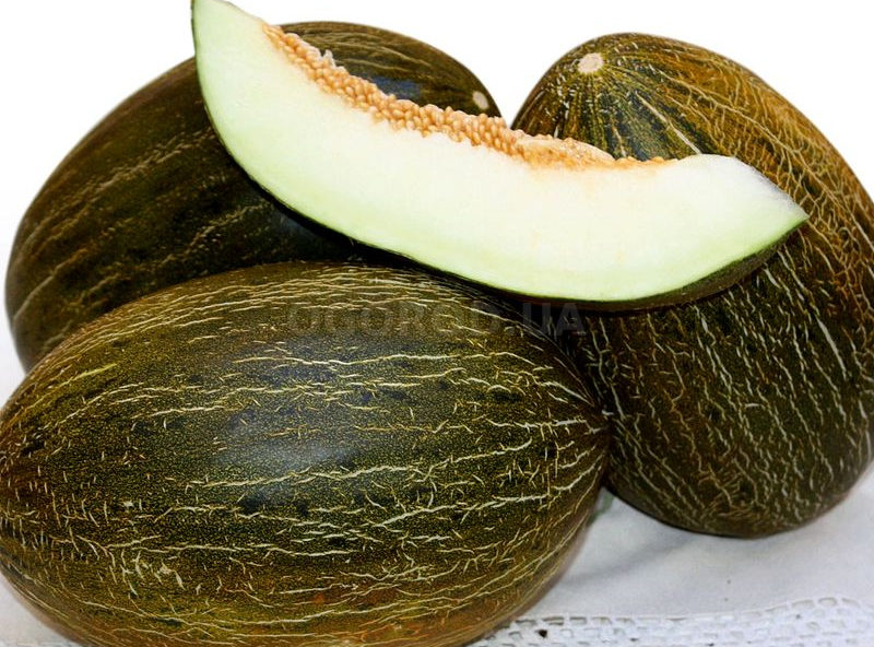 дыня пьяный де сапо