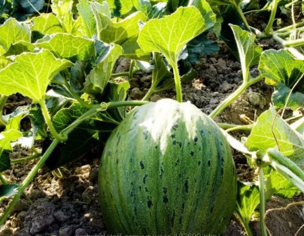 растущий де сапо