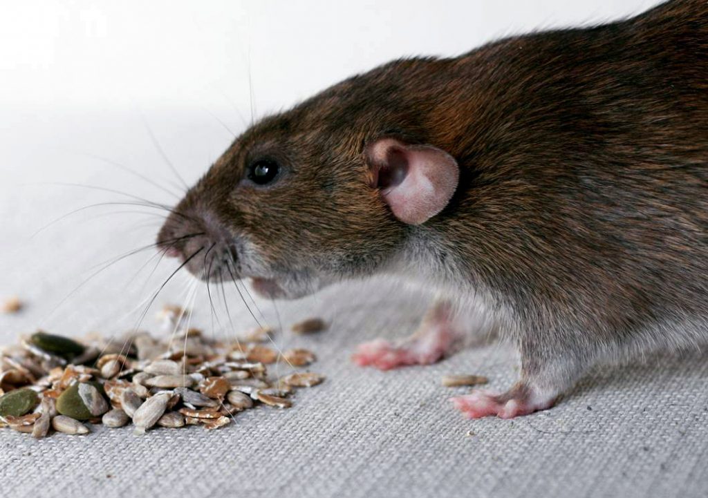 чем-кормят-домашних-крыс