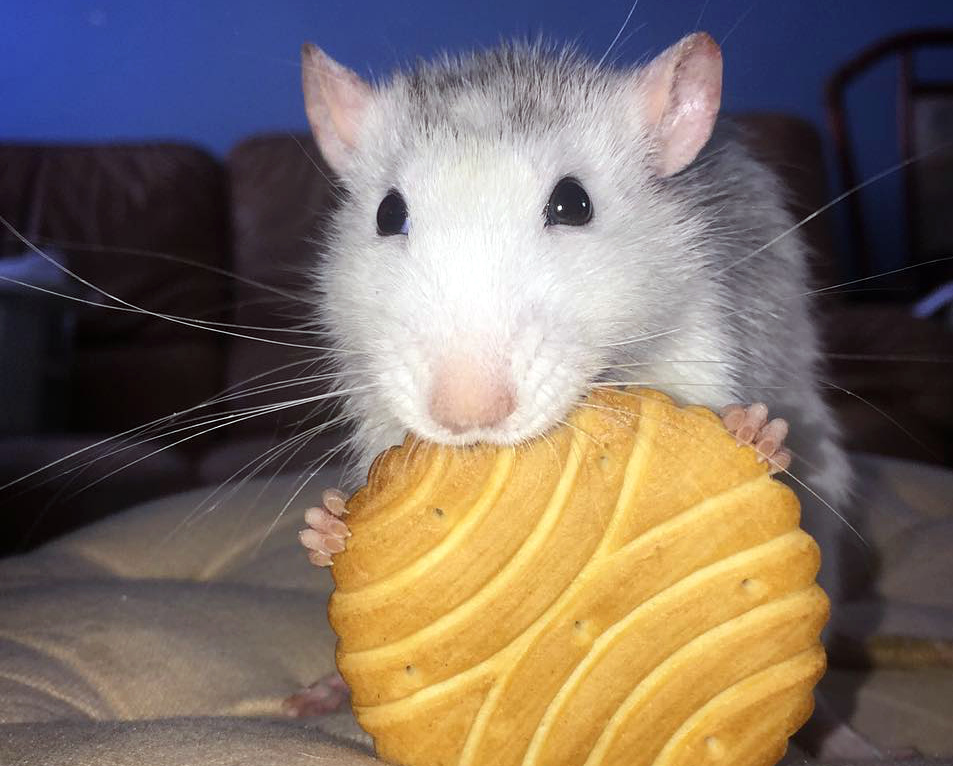 Чем кормить домашних крыс: как выбрать корм, какие фрукты и овощи давать, белковые продукты и список запрещенных продуктов