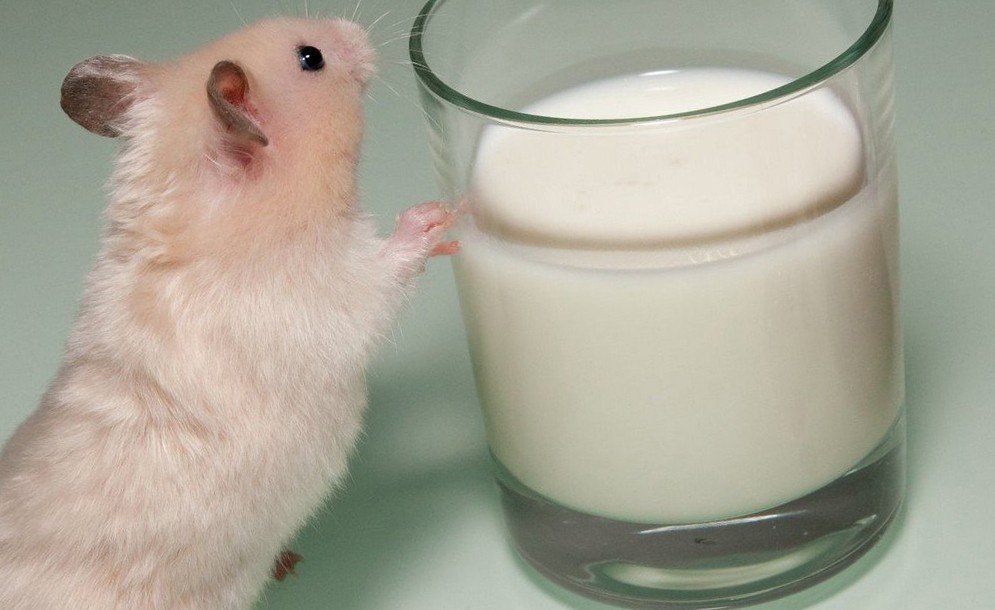 Крыса возле кефира