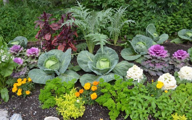 Совместная посадка капусты и цветов