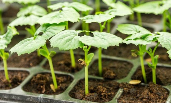 Саженцы дыни