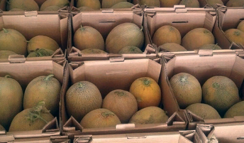 как хранить дыню