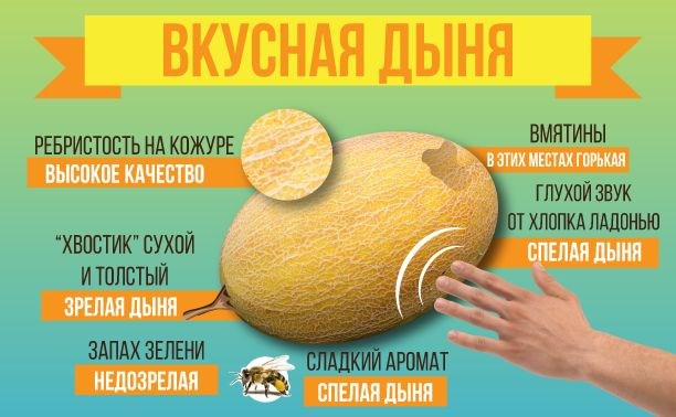 как выбрать дыню