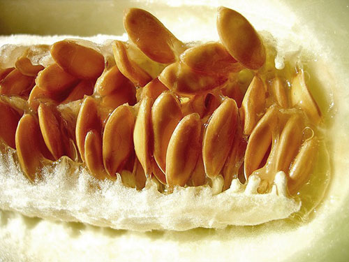 семена дыни