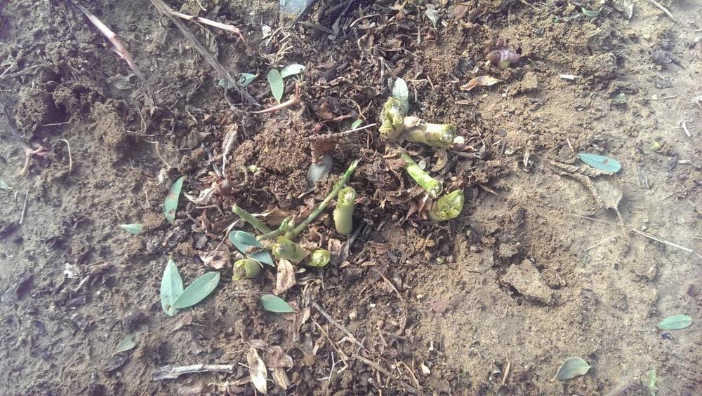 дыня на шипе