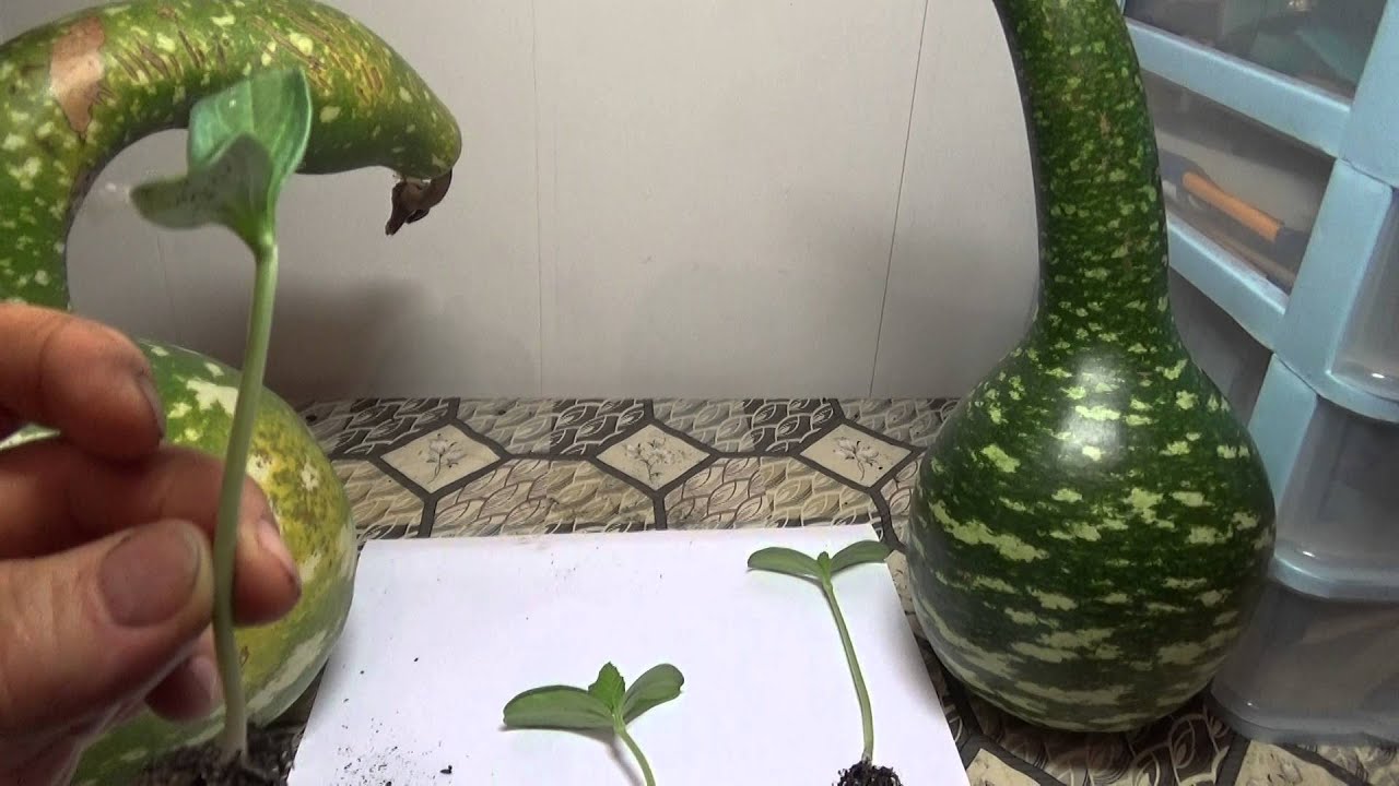 в лагенарию