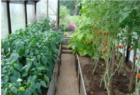 С теми, кто дружит с помидорами, с лучшими соседями для помидоров