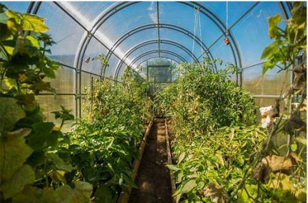 С теми, кто дружит с помидорами, с лучшими соседями для помидоров