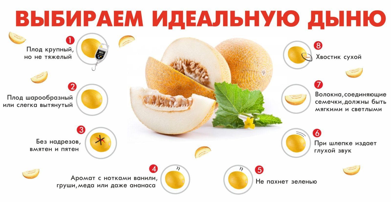 Критерии выбора вкусной дыни