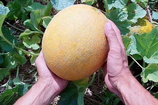 Дыня в руке