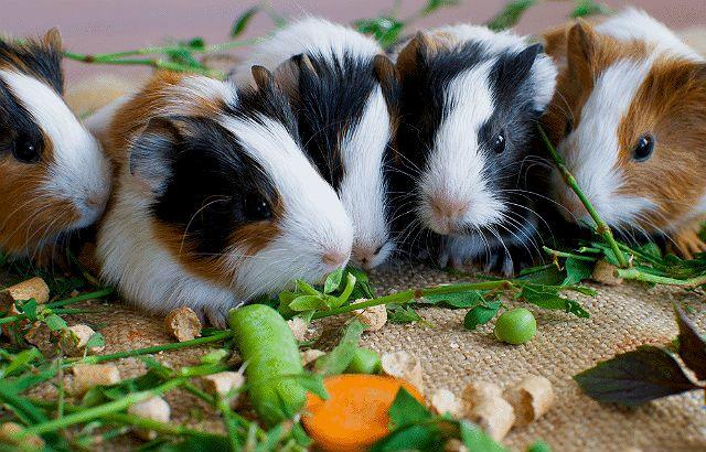 Как кормить морскую свинку - овощи