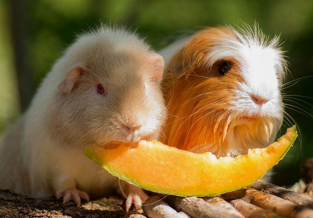 Овощная диета для морских свинок