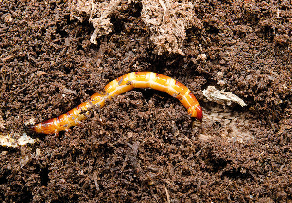 проволочники