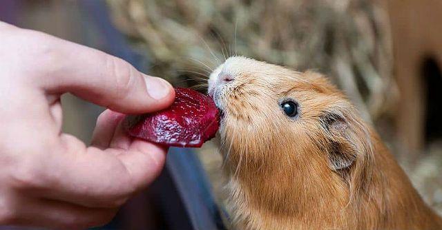 Овощная диета для морских свинок - свекла