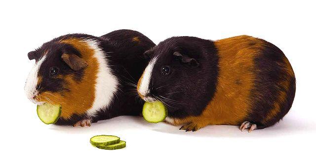 Овощная диета для морских свинок - огурец