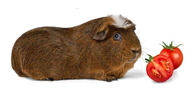 Овощная диета для морских свинок - томатная