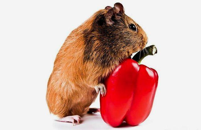 Овощная диета для морских свинок - болгарский перец