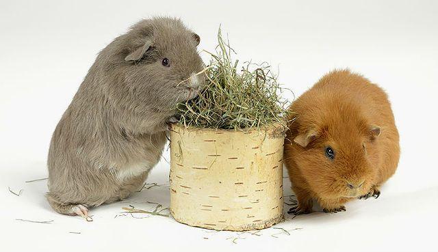 Разведение морских свинок - знакомство с парой