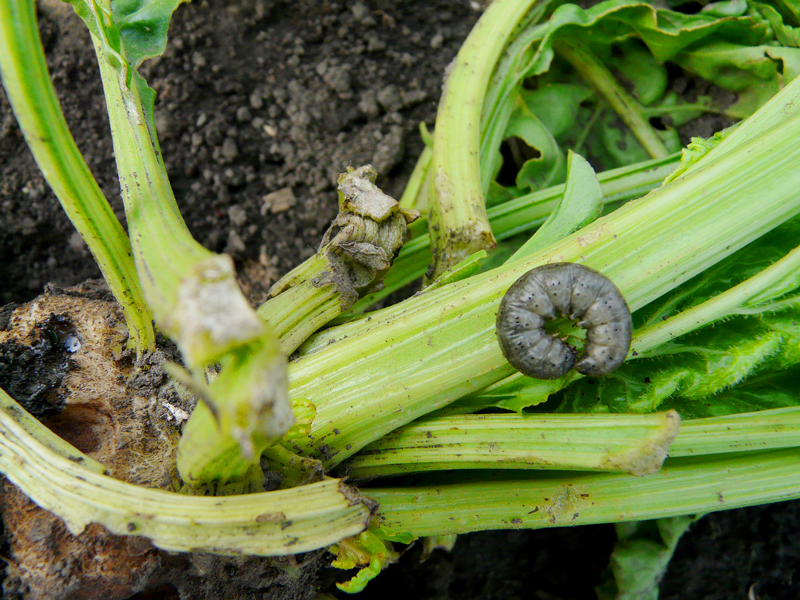 Мерные чашки грызть