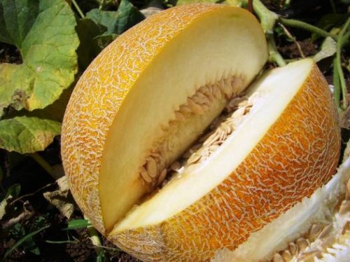 медовая сказка