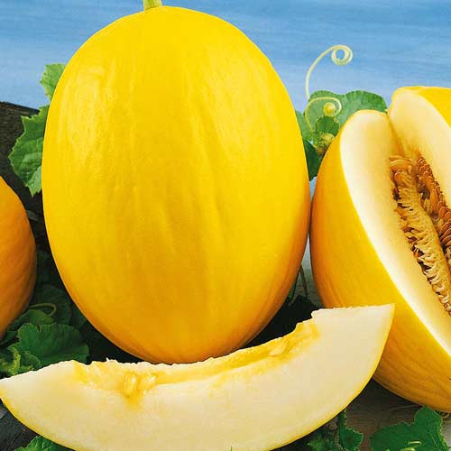 сибирская дыня