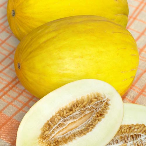 гигантский мед