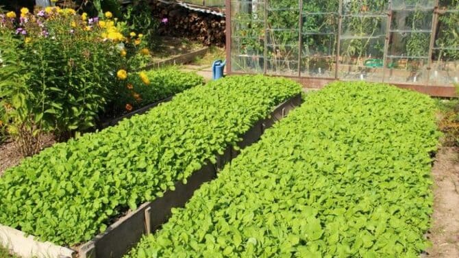 Фото грядок с горчицей