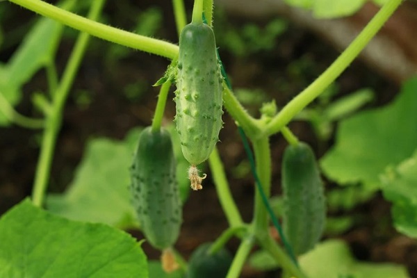 Огурцы на кустах