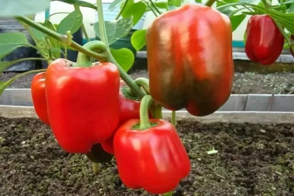 Перец Калифорнийское чудо