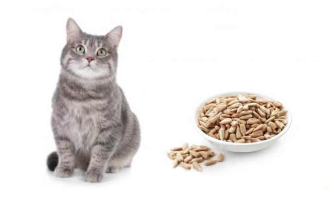 кошкам можно есть семена