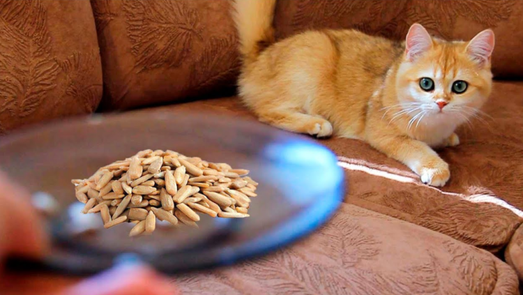 кошкам можно есть семена