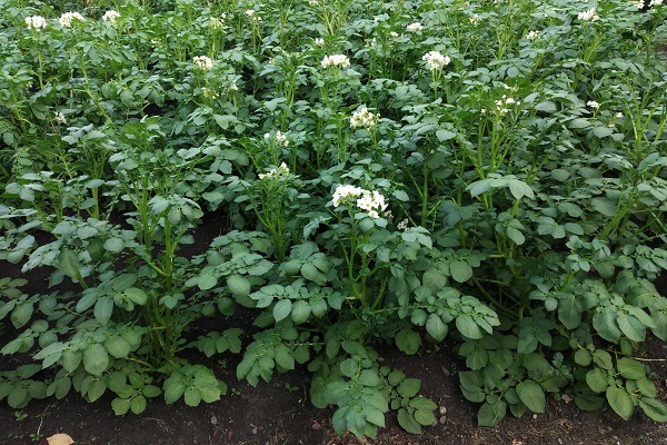 Картофельные кусты