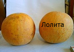 Сорт дыни Лолита