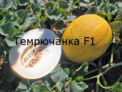 Сорт дыни Темрючанка F1