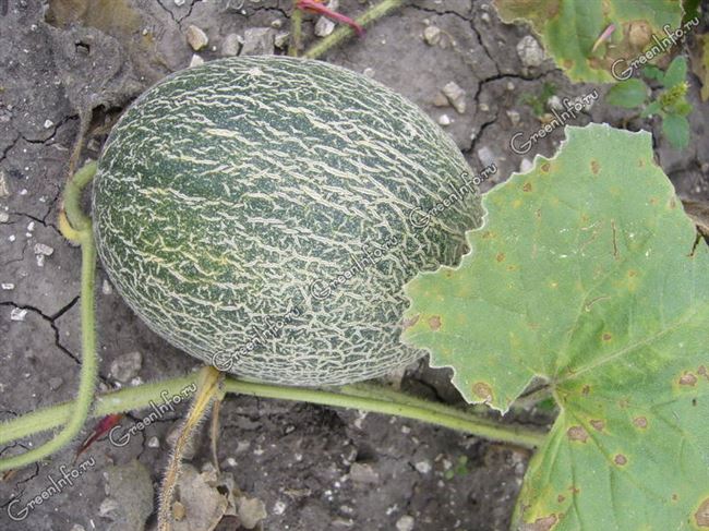 Возможные болезни и паразиты