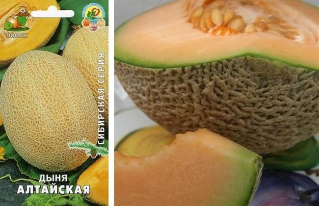 Посадка рассады дыни в домашних условиях