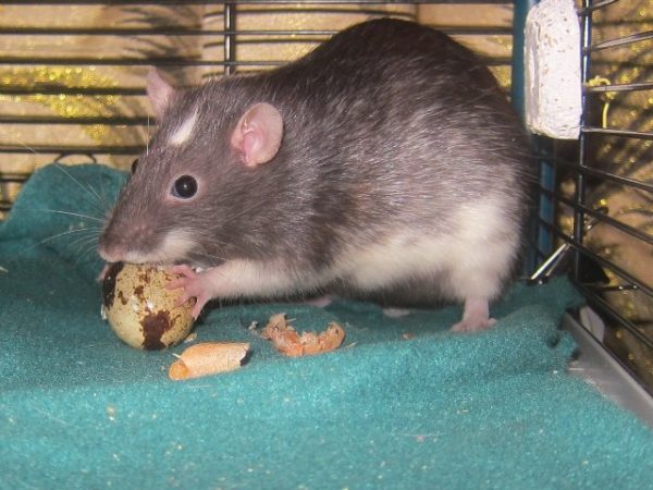 Что можно и нельзя давать крысам: таблица питания