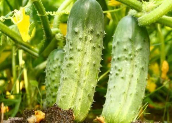 Описание выращивания армянских огурцов посадка и уход с фото