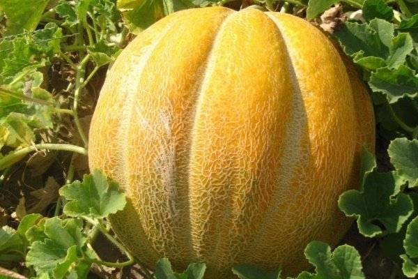 Дыня египетская - описание сорта, фото, отзывы, посадка и уход