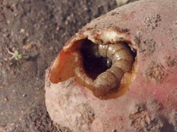 Болезни дыни, их лечение, опасность для человека и борьба с ними с фото и видео