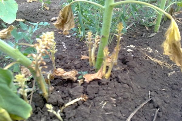 целинная земля