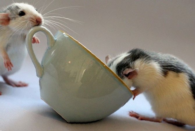 Что едят декоративные крысы