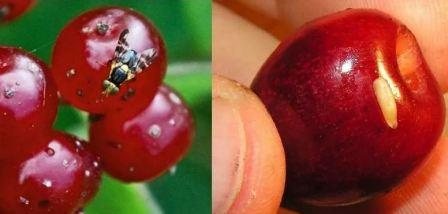 Дыня и вишня: сладости, уничтожающие урожай