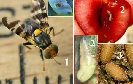 Дыня и вишня: сладости, уничтожающие урожай