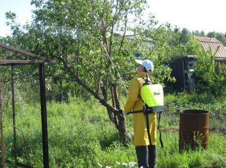 Дыня и вишня: сладости, уничтожающие урожай